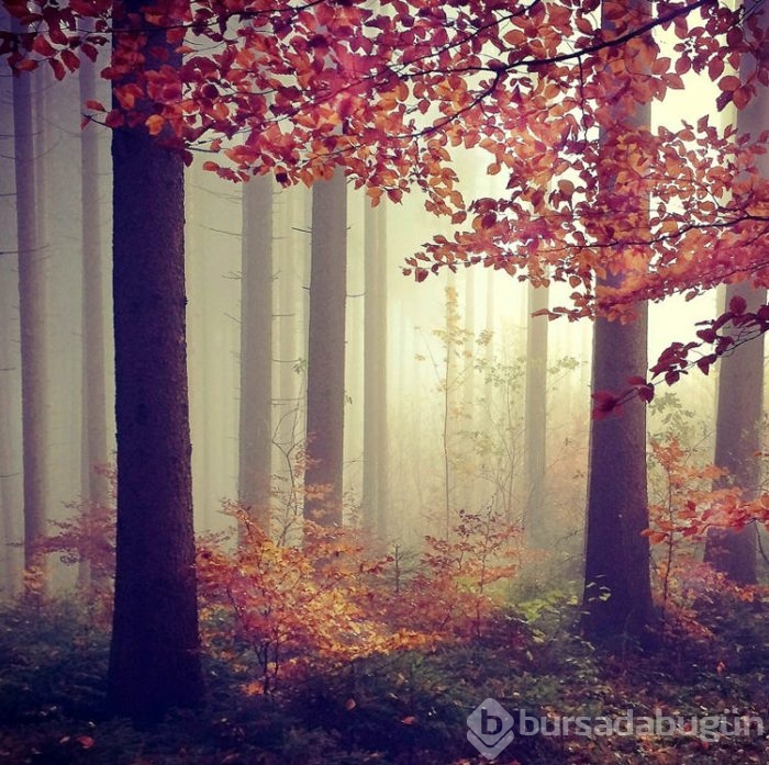 2015 iPhone fotoğraf ödülleri kazananları