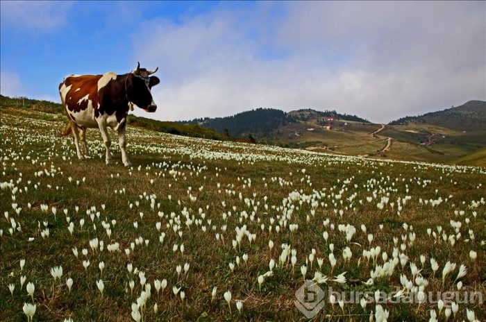 Kışın habercisi "vargitler" çiçek açtı