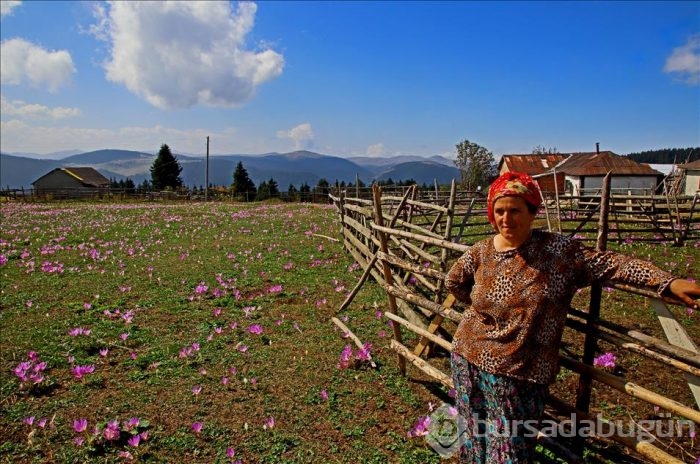 Kışın habercisi "vargitler" çiçek açtı