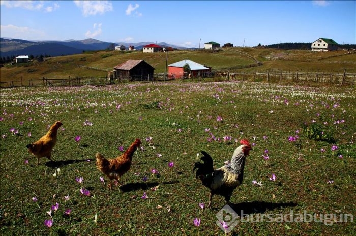 Kışın habercisi "vargitler" çiçek açtı