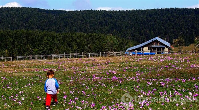 Kışın habercisi "vargitler" çiçek açtı