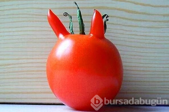 İlginç şekillerde büyüyen sebzeler
