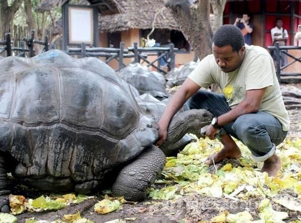 Yüz yıllık kaplumbağalarıyla bir mucize ada: Zanzibar