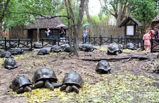 Yüz yıllık kaplumbağalarıyla bir mucize ada: Zanzibar