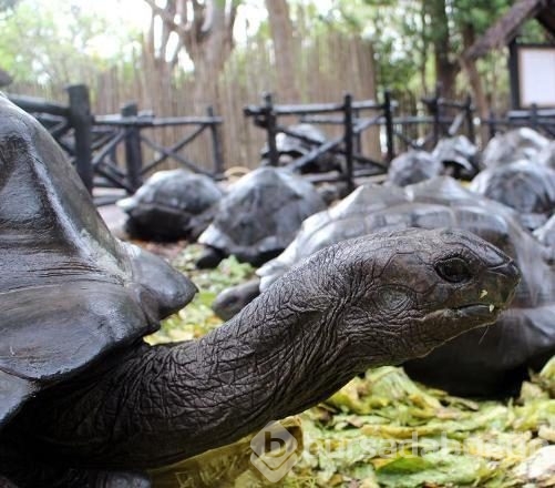 Yüz yıllık kaplumbağalarıyla bir mucize ada: Zanzibar