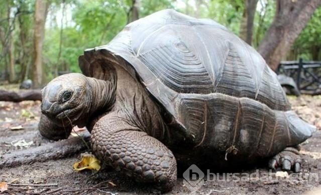 Yüz yıllık kaplumbağalarıyla bir mucize ada: Zanzibar