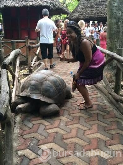 Yüz yıllık kaplumbağalarıyla bir mucize ada: Zanzibar