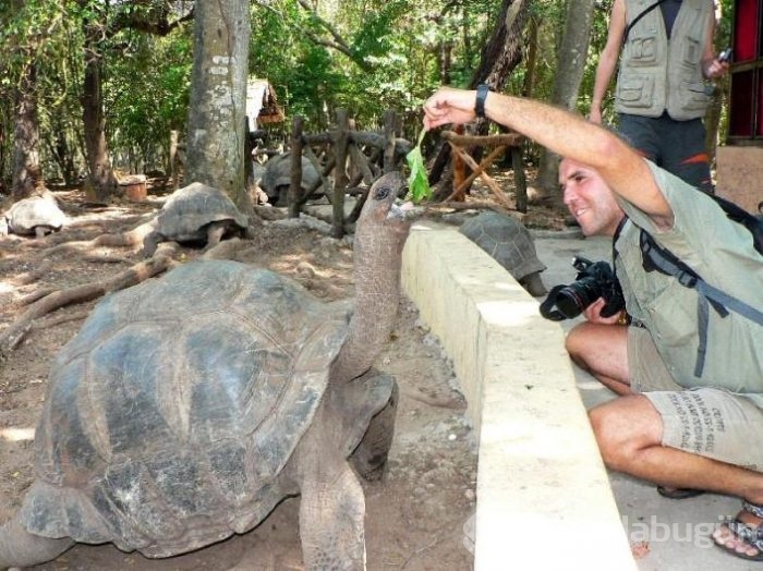 Yüz yıllık kaplumbağalarıyla bir mucize ada: Zanzibar