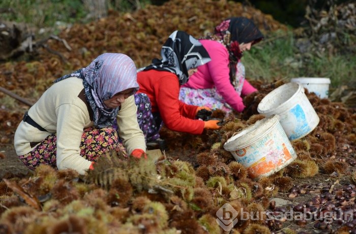 Bursa'nın simgesi kestane cep yakacak