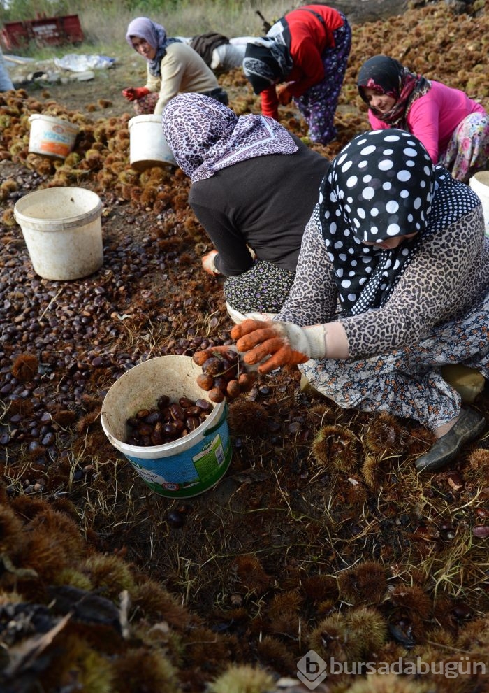 Bursa'nın simgesi kestane cep yakacak