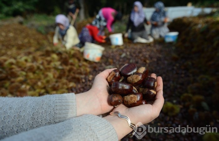 Bursa'nın simgesi kestane cep yakacak