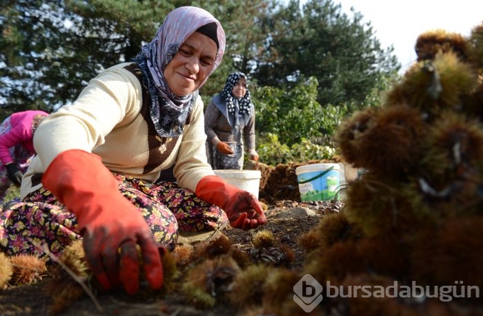 Bursa'nın simgesi kestane cep yakacak