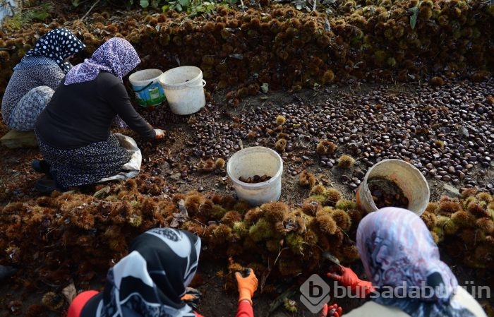 Bursa'nın simgesi kestane cep yakacak