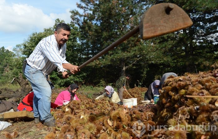 Bursa'nın simgesi kestane cep yakacak