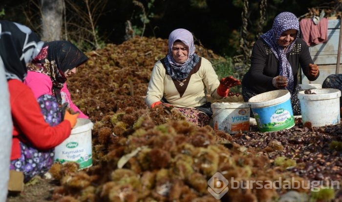 Bursa'nın simgesi kestane cep yakacak