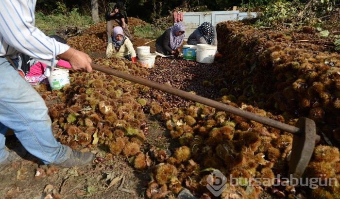Bursa'nın simgesi kestane cep yakacak