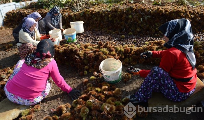 Bursa'nın simgesi kestane cep yakacak