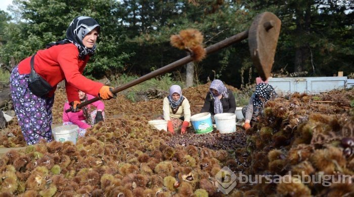 Bursa'nın simgesi kestane cep yakacak