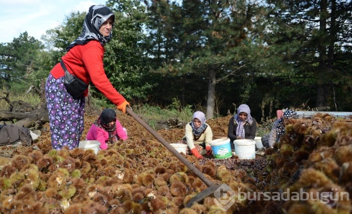 Bursa'nın simgesi kestane cep yakacak