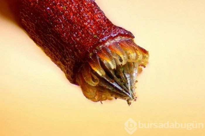 Dünyamızın mikroskobik güzelliği
