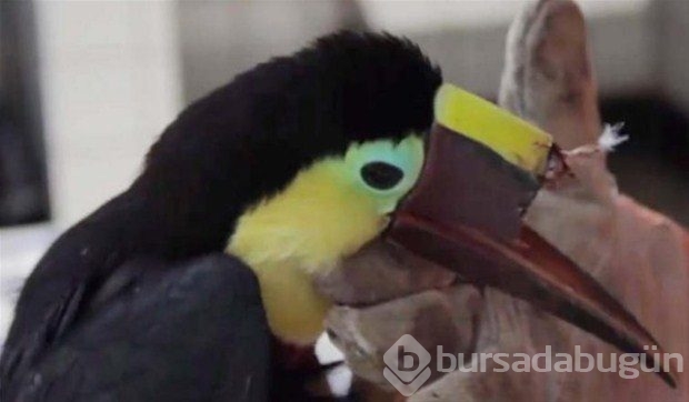 Hiçbir şey yiyemedi... Dünyada bir ilk olacak