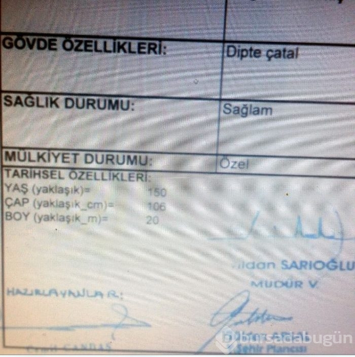 Doğan'ın kesmek istediği ağaçlar