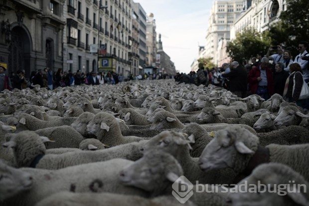 Madrid'de koyunlar şehre indi