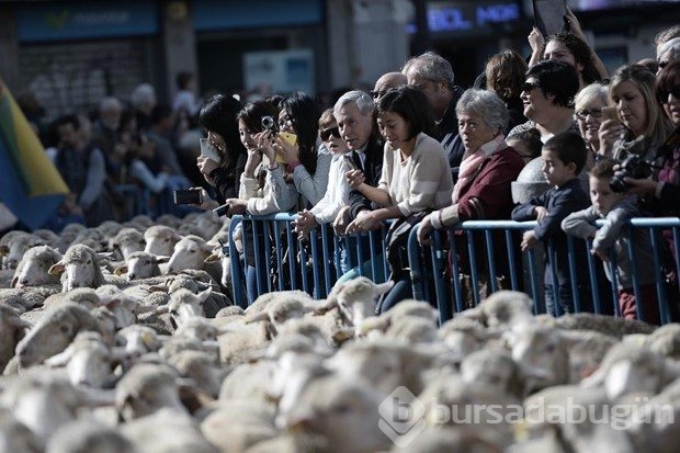 Madrid'de koyunlar şehre indi
