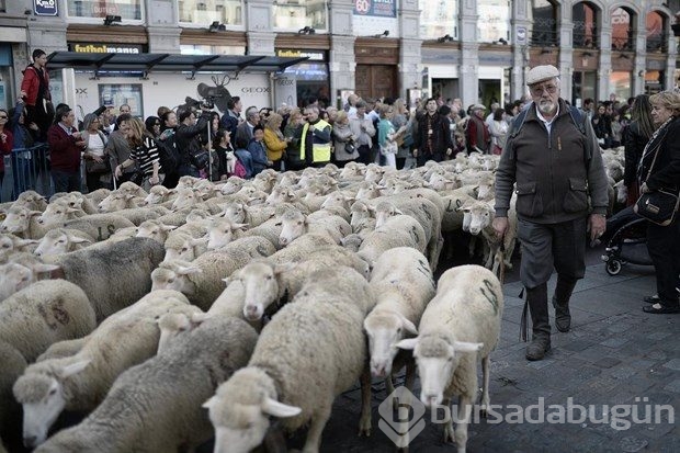Madrid'de koyunlar şehre indi
