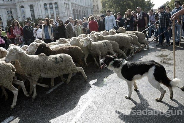 Madrid'de koyunlar şehre indi