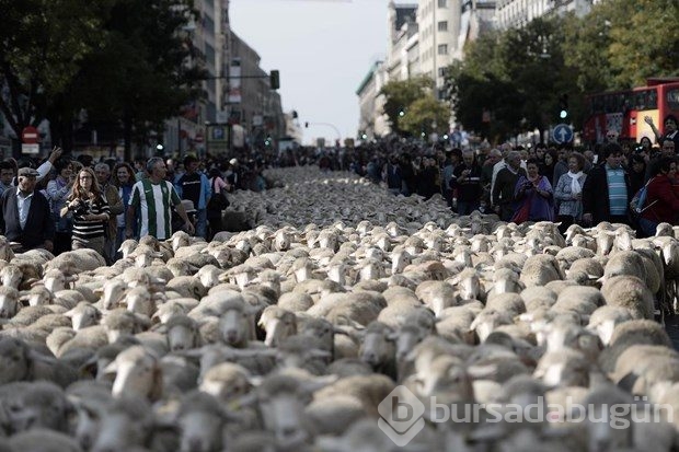 Madrid'de koyunlar şehre indi