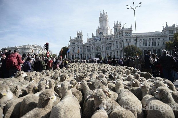 Madrid'de koyunlar şehre indi