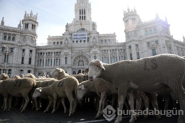 Madrid'de koyunlar şehre indi