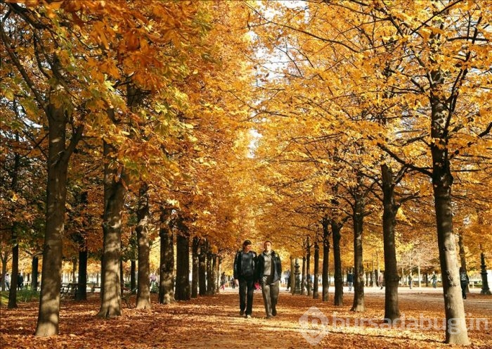 Paris'te sonbahar