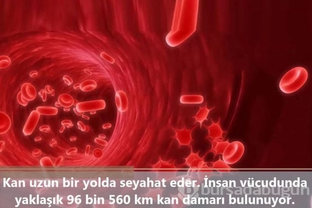 İnsan vücudunda şaşırtıcı 16 özellik!