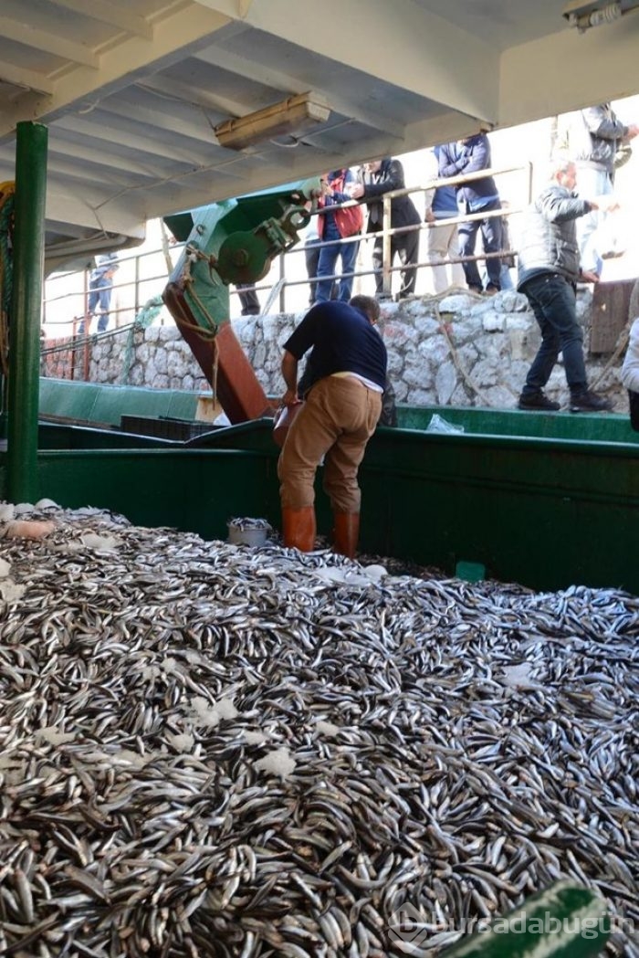 Kilogramı bir liraya satılan 10 ton hamsi, 2 saatte tükendi