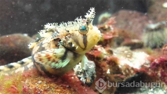 Denizin en süslü balığı