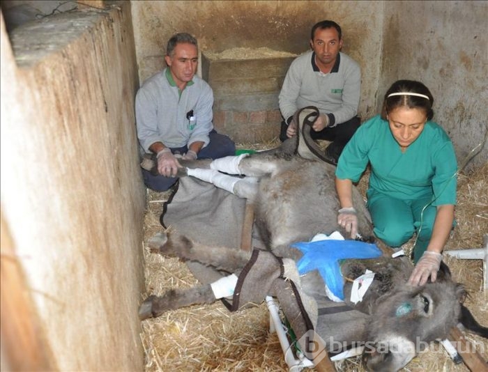 Yaralanan eşek tedavi için hastahaneye kaldırıldı