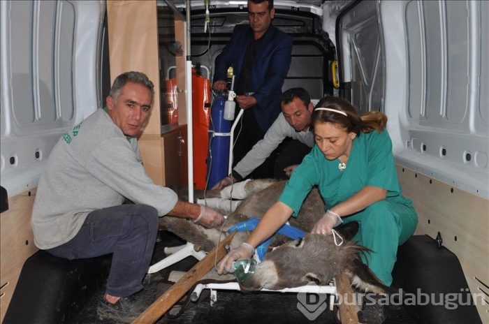 Yaralanan eşek tedavi için hastahaneye kaldırıldı