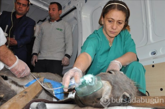 Yaralanan eşek tedavi için hastahaneye kaldırıldı