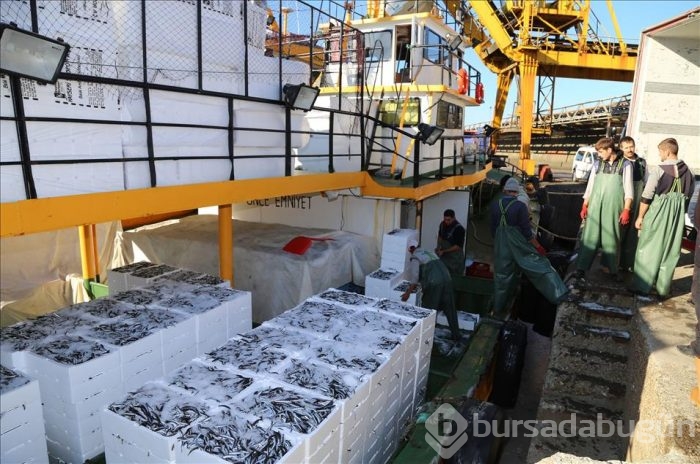 Sular soğudu hamsi geri döndü