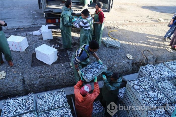Sular soğudu hamsi geri döndü