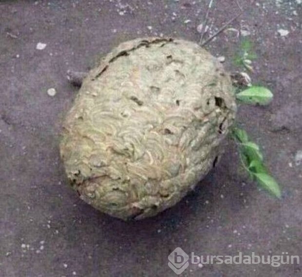 Merak başını derde soktu