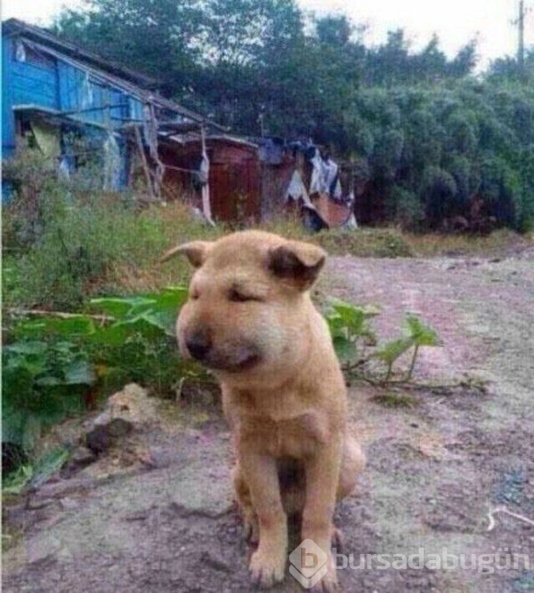 Merak başını derde soktu