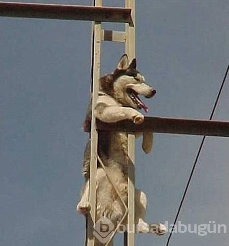 Merak başını derde soktu