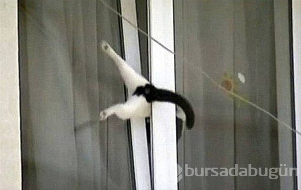 Merak başını derde soktu