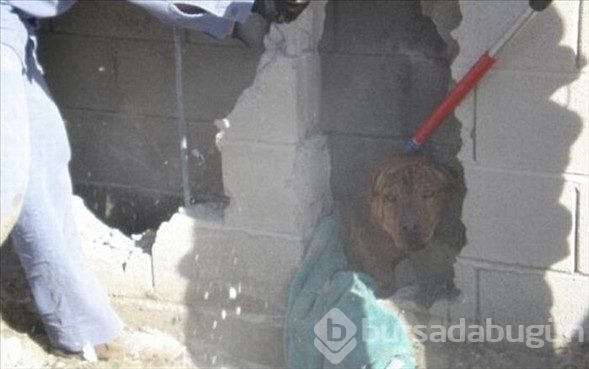 Merak başını derde soktu
