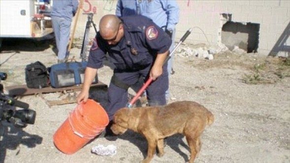 Merak başını derde soktu