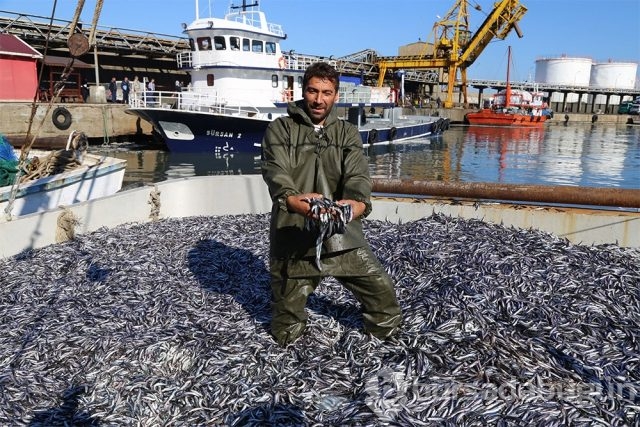 Karadeniz'de hamsi bereketi