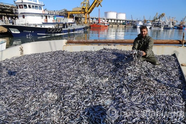 Karadeniz'de hamsi bereketi